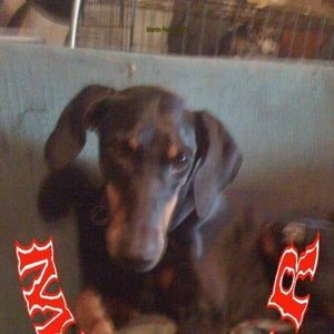 Meet your Posher, Barbara